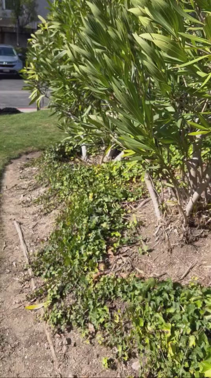 Beautiful Breakdown LE